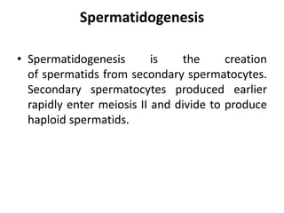 Spermatidogenesis
• Spermatidogenesis is the creation
of spermatids from secondary spermatocytes.
Secondary spermatocytes produced earlier
rapidly enter meiosis II and divide to produce
haploid spermatids.
 