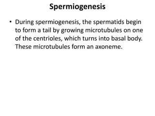 Spermiogenesis
• During spermiogenesis, the spermatids begin
to form a tail by growing microtubules on one
of the centrioles, which turns into basal body.
These microtubules form an axoneme.
 