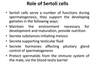 Role of Sertoli cells
• Sertoli cells serve a number of functions during
spermatogenesis, they support the developing
gametes in the following ways:
• Maintain the environment necessary for
development and maturation, provide nutrition
• Secrete substances initiating meiosis
• Secrete supporting testicular fluid
• Secrete hormones affecting pituitary gland
control of spermatogenesis
• Protect spermatids from the immune system of
the male, via the blood-testis barrier
 