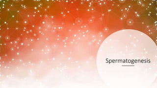 Spermatogenesis
 