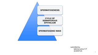 SPERMATOGENESIS
CYCLE OF
SEMINIFEROUS
EPITHELIUM
SPERMATOGENIC WAVE
submitted by,
fathima suhra.Y.P
22-MVP-45
1
 