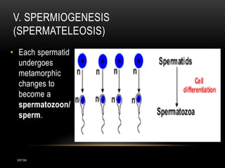 DRTSK
V. SPERMIOGENESIS
(SPERMATELEOSIS)
• Each spermatid
undergoes
metamorphic
changes to
become a
spermatozoon/
sperm.
 