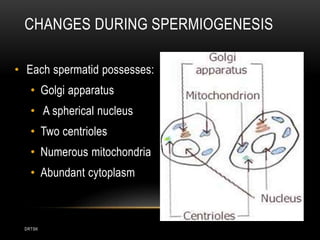 DRTSK
CHANGES DURING SPERMIOGENESIS
• Each spermatid possesses:
• Golgi apparatus
• A spherical nucleus
• Two centrioles
• Numerous mitochondria
• Abundant cytoplasm
 