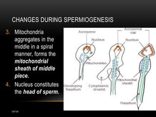 DRTSK
CHANGES DURING SPERMIOGENESIS
3. Mitochondria
aggregates in the
middle in a spiral
manner, forms the
mitochondrial
sheath of middle
piece.
4. Nucleus constitutes
the head of sperm.
 