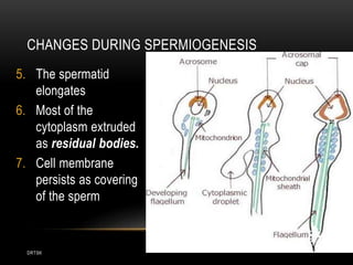 DRTSK
CHANGES DURING SPERMIOGENESIS
5. The spermatid
elongates
6. Most of the
cytoplasm extruded
as residual bodies.
7. Cell membrane
persists as covering
of the sperm
 