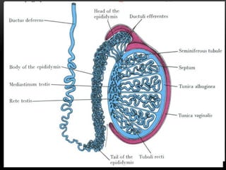 MALE REPRODUCTIVE SYSTEM
 TESTES
 EPIDIDYMIS
 VAS DEFERENS
 SEMINAL VESICLES
 PROSTATE
 BULBOURETHRAL GLANDS
 URETHRA
 