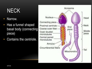 DRTSK
NECK
• Narrow.
• Has a funnel shaped
basal body (connecting
piece)
• Contains the centriole.
 