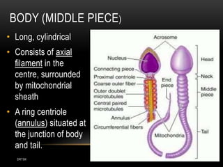DRTSK
BODY (MIDDLE PIECE)
• Long, cylindrical
• Consists of axial
filament in the
centre, surrounded
by mitochondrial
sheath
• A ring centriole
(annulus) situated at
the junction of body
and tail.
 