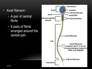 DRTSK
• Axial filament :
• A pair of central
fibrils
• 9 pairs of fibrils
arranged around the
central pair.
 