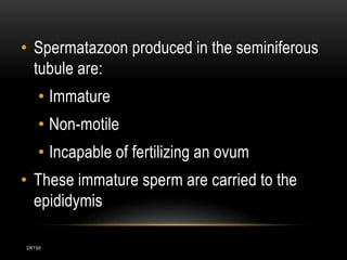 DRTSK
• Spermatazoon produced in the seminiferous
tubule are:
• Immature
• Non-motile
• Incapable of fertilizing an ovum
• These immature sperm are carried to the
epididymis
 