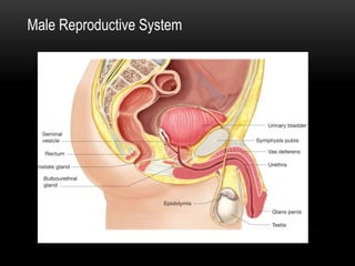 Male Reproductive System
 