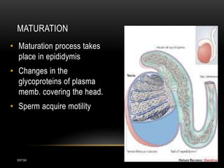 DRTSK
MATURATION
• Maturation process takes
place in epididymis
• Changes in the
glycoproteins of plasma
memb. covering the head.
• Sperm acquire motility
 