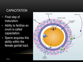 DRTSK
CAPACITATION
• Final step of
maturation.
• Ability to fertilize an
ovum is called
capacitation.
• Sperm acquires this
ability within the
female genital tract.
 