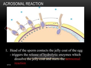 DRTSK
ACROSOMAL REACTION
1
2
3
4 5
6
1. Head of the sperm contacts the jelly coat of the egg
- triggers the release of hydrolytic enzymes which
dissolve the jelly coat and starts the acrosomal
reaction
 