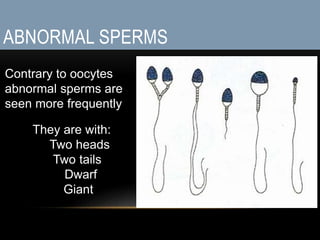 ABNORMAL SPERMS
They are with:
Two heads
Two tails
Dwarf
Giant
Contrary to oocytes
abnormal sperms are
seen more frequently
 