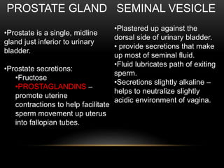 PROSTATE GLAND
•Prostate is a single, midline
gland just inferior to urinary
bladder.
•Prostate secretions:
•Fructose
•PROSTAGLANDINS –
promote uterine
contractions to help facilitate
sperm movement up uterus
into fallopian tubes.
SEMINAL VESICLE
•Plastered up against the
dorsal side of urinary bladder.
• provide secretions that make
up most of seminal fluid.
•Fluid lubricates path of exiting
sperm.
•Secretions slightly alkaline –
helps to neutralize slightly
acidic environment of vagina.
 