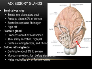ACCESSORY GLANDS
• Seminal vesicles
• Empty into ejaculatory duct
• Produce about 60% of semen
• Secretion contains fibrinogen
• High pH
• Prostate gland
• Produces about 30% of semen
• Thin, milky secretion, high pH
• Contain clotting factors, and fibrinolysin
• Bulbourethral glands
• Contribute about 5% to semen
• Mucous secretion. Just before ejaculation
• Helps neutralize pH of female vagina
 
