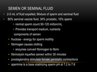 SEMEN OR SEMINAL FLUID
• 2-5 mL of fluid expelled, Mixture of sperm and seminal fluid
• 60% seminal vesicle fluid, 30% prostatic, 10% sperm
• normal sperm count 50-120 million/mL
• Provides transport medium, nutrients
components of semen
• fructose - energy for sperm motility
• fibrinogen causes clotting
• enzymes convert fibrinogen to fibrin
• fibrinolysin liquefies semen within 30 minutes
• prostaglandins stimulate female peristaltic contractions
• spermine is a base stabilizing sperm pH at 7.2 to 7.6
 