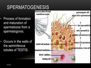 DRTSK
SPERMATOGENESIS
• Process of formation
and maturation of
spermatozoa from a
spermatogonia.
• Occurs in the walls of
the seminiferous
tubules of TESTIS.
 