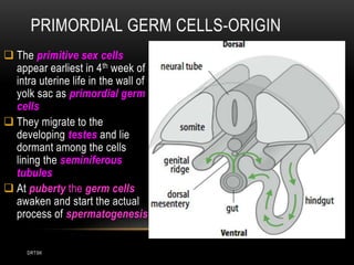 DRTSK
 The primitive sex cells
appear earliest in 4th week of
intra uterine life in the wall of
yolk sac as primordial germ
cells
 They migrate to the
developing testes and lie
dormant among the cells
lining the seminiferous
tubules
 At puberty the germ cells
awaken and start the actual
process of spermatogenesis
 