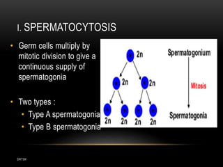 DRTSK
I. SPERMATOCYTOSIS
• Germ cells multiply by
mitotic division to give a
continuous supply of
spermatogonia
• Two types :
• Type A spermatogonia
• Type B spermatogonia
 