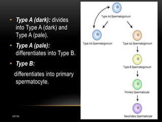 DRTSK
• Type A (dark): divides
into Type A (dark) and
Type A (pale).
• Type A (pale):
differentiates into Type B.
• Type B:
differentiates into primary
spermatocyte.
 
