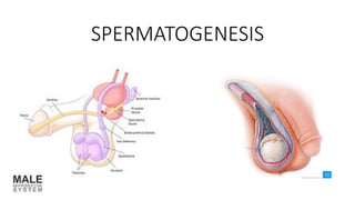 SPERMATOGENESIS
 