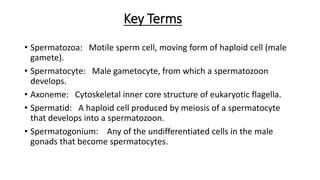 Key Terms
• Spermatozoa: Motile sperm cell, moving form of haploid cell (male
gamete).
• Spermatocyte: Male gametocyte, from which a spermatozoon
develops.
• Axoneme: Cytoskeletal inner core structure of eukaryotic flagella.
• Spermatid: A haploid cell produced by meiosis of a spermatocyte
that develops into a spermatozoon.
• Spermatogonium: Any of the undifferentiated cells in the male
gonads that become spermatocytes.
 
