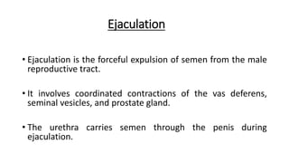 Ejaculation
• Ejaculation is the forceful expulsion of semen from the male
reproductive tract.
• It involves coordinated contractions of the vas deferens,
seminal vesicles, and prostate gland.
• The urethra carries semen through the penis during
ejaculation.
 