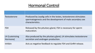 Hormonal Control
Testosterone Produced by Leydig cells in the testes, testosterone stimulates
spermatogenesis and the development of male secondary sex
characteristics.
FSH Released by the pituitary gland, FSH is necessary for sperm
maturation.
LH (Luteinizing
Hormone)
Also produced by the pituitary gland, LH stimulates testosterone
secretion and androgen production.
Inhibin Acts as negative feedback to regulate FSH and GnRH release.
 