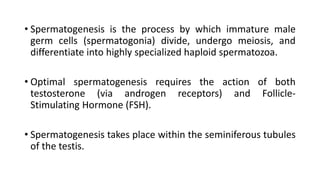 • Spermatogenesis is the process by which immature male
germ cells (spermatogonia) divide, undergo meiosis, and
differentiate into highly specialized haploid spermatozoa.
• Optimal spermatogenesis requires the action of both
testosterone (via androgen receptors) and Follicle-
Stimulating Hormone (FSH).
• Spermatogenesis takes place within the seminiferous tubules
of the testis.
 