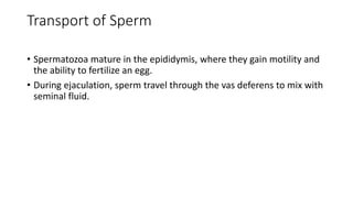 Transport of Sperm
• Spermatozoa mature in the epididymis, where they gain motility and
the ability to fertilize an egg.
• During ejaculation, sperm travel through the vas deferens to mix with
seminal fluid.
 