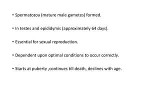 • Spermatozoa (mature male gametes) formed.
• In testes and epididymis (approximately 64 days).
• Essential for sexual reproduction.
• Dependent upon optimal conditions to occur correctly.
• Starts at puberty ,continues till death, declines with age.
 