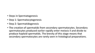 • Steps in Spermatogenesis
• Step 1: Spermatocytogenesis
• Step 2: Spermatidogenesis
• The creation of spermatids from secondary spermatocytes. Secondary
spermatocytes produced earlier rapidly enter meiosis II and divide to
produce haploid spermatids. The brevity of this stage means that
secondary spermatocytes are rarely seen in histological preparations.
 