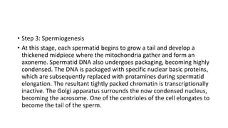 • Step 3: Spermiogenesis
• At this stage, each spermatid begins to grow a tail and develop a
thickened midpiece where the mitochondria gather and form an
axoneme. Spermatid DNA also undergoes packaging, becoming highly
condensed. The DNA is packaged with specific nuclear basic proteins,
which are subsequently replaced with protamines during spermatid
elongation. The resultant tightly packed chromatin is transcriptionally
inactive. The Golgi apparatus surrounds the now condensed nucleus,
becoming the acrosome. One of the centrioles of the cell elongates to
become the tail of the sperm.
 