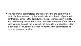• The non-motile spermatozoa are transported to the epididymis in
testicular fluid secreted by the Sertoli cells with the aid of peristaltic
contraction. While in the epididymis, the spermatozoa gain motility
and become capable of fertilization. However, transport of the mature
spermatozoa through the remainder of the male reproductive system
is achieved via muscle contraction rather than the spermatozoon’s
recently acquired motility.
 