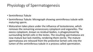 Physiology of Spermatogenesis
• Seminiferous Tubule
• Seminiferous Tubule: Micrograph showing seminiferous tubule with
maturing sperm.
• Maturation takes place under the influence of testosterone, which
removes the remaining unnecessary cytoplasm and organelles. The
excess cytoplasm, known as residual bodies, is phagocytosed by
surrounding Sertoli cells in the testes. The resulting spermatozoa are
now mature but lack motility, rendering them sterile. The mature
spermatozoa are released from the protective Sertoli cells into the
lumen of the seminiferous tubule in a process called spermiation.
 