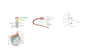 Steps of spermatogenesis powerpoint presentation