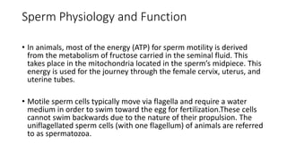 Sperm Physiology and Function
• In animals, most of the energy (ATP) for sperm motility is derived
from the metabolism of fructose carried in the seminal fluid. This
takes place in the mitochondria located in the sperm’s midpiece. This
energy is used for the journey through the female cervix, uterus, and
uterine tubes.
• Motile sperm cells typically move via flagella and require a water
medium in order to swim toward the egg for fertilization.These cells
cannot swim backwards due to the nature of their propulsion. The
uniflagellated sperm cells (with one flagellum) of animals are referred
to as spermatozoa.
 