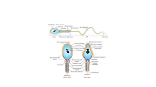Steps of spermatogenesis powerpoint presentation