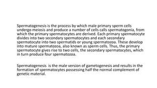 Spermatogenesis is the process by which male primary sperm cells
undergo meiosis and produce a number of cells calls spermatogonia, from
which the primary spermatocytes are derived. Each primary spermatocyte
divides into two secondary spermatocytes and each secondary
spermatocyte into two spermatids or young spermatozoa. These develop
into mature spermatozoa, also known as sperm cells. Thus, the primary
spermatocyte gives rise to two cells, the secondary spermatocytes, which
in turn produce four spermatozoa.
Spermatogenesis is the male version of gametogenesis and results in the
formation of spermatocytes possessing half the normal complement of
genetic material.
 