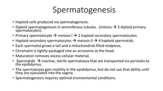 Spermatogenesis
• Haploid cells produced via spermatogenesis.
• Diploid spermatogonium in seminiferous tubules. (mitosis  2 diploid primary
spermatocytes).
• Primary spermatocyte  meiosis I  2 haploid secondary spermatocytes.
• Haploid secondary spermatocytes  meiosis II  4 haploid spermatids.
• Each spermatid grows a tail and a mitochondrial-filled midpiece,
• Chromatin is tightly packaged into an acrosome at the head.
• Maturation removes excess cellular material,
• Spermatids  inactive, sterile spermatozoa that are transported via peristalis to
the epididymus.
• The spermatozoa gain motility in the epididymus, but do not use that ability until
they are ejaculated into the vagina.
• Spermatogenesis requires optimal environmental conditions.
 