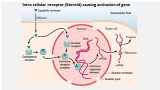 Steps of spermatogenesis powerpoint presentation