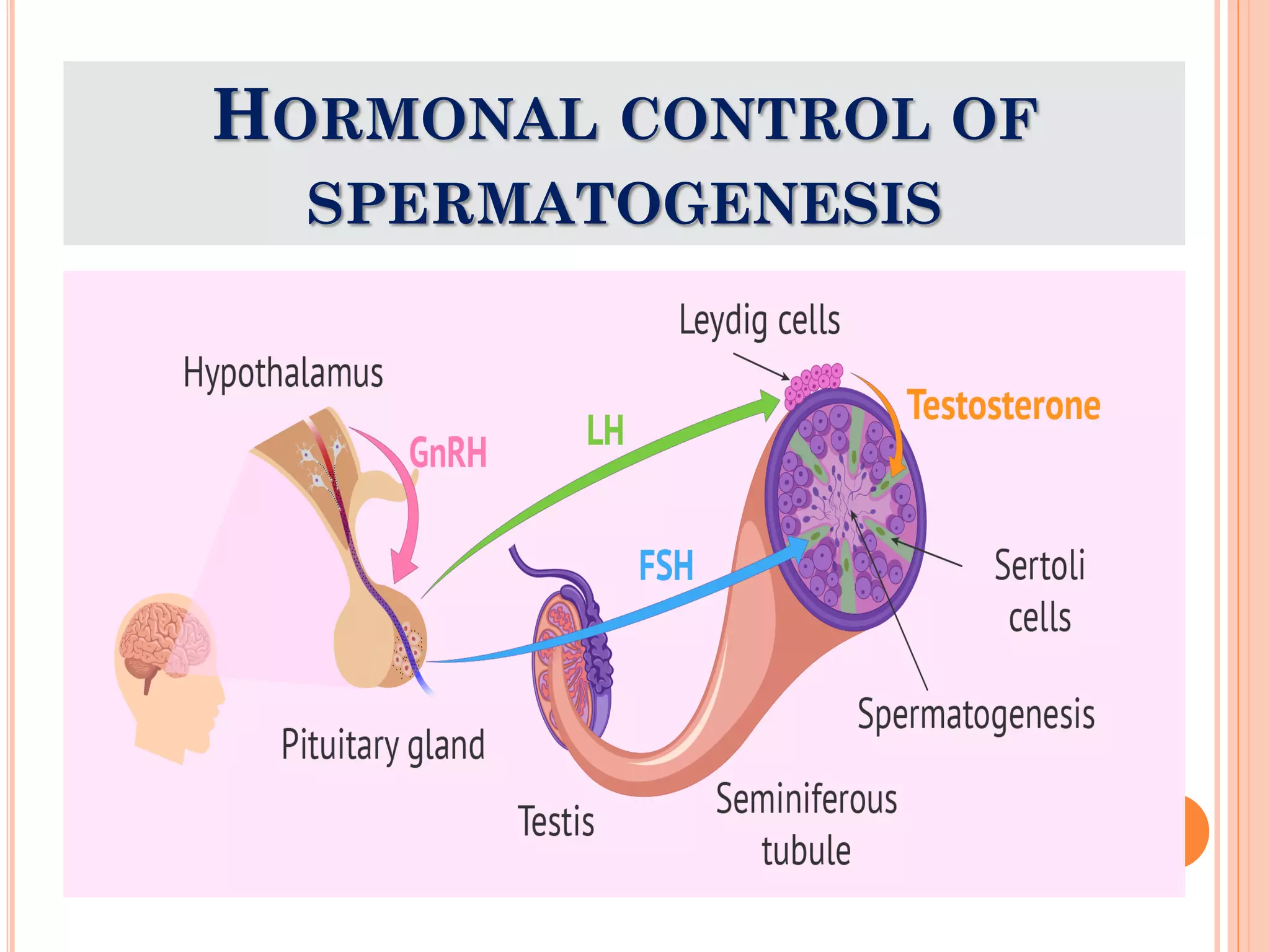 HORMONAL CONTROL OF
SPERMATOGENESIS
 