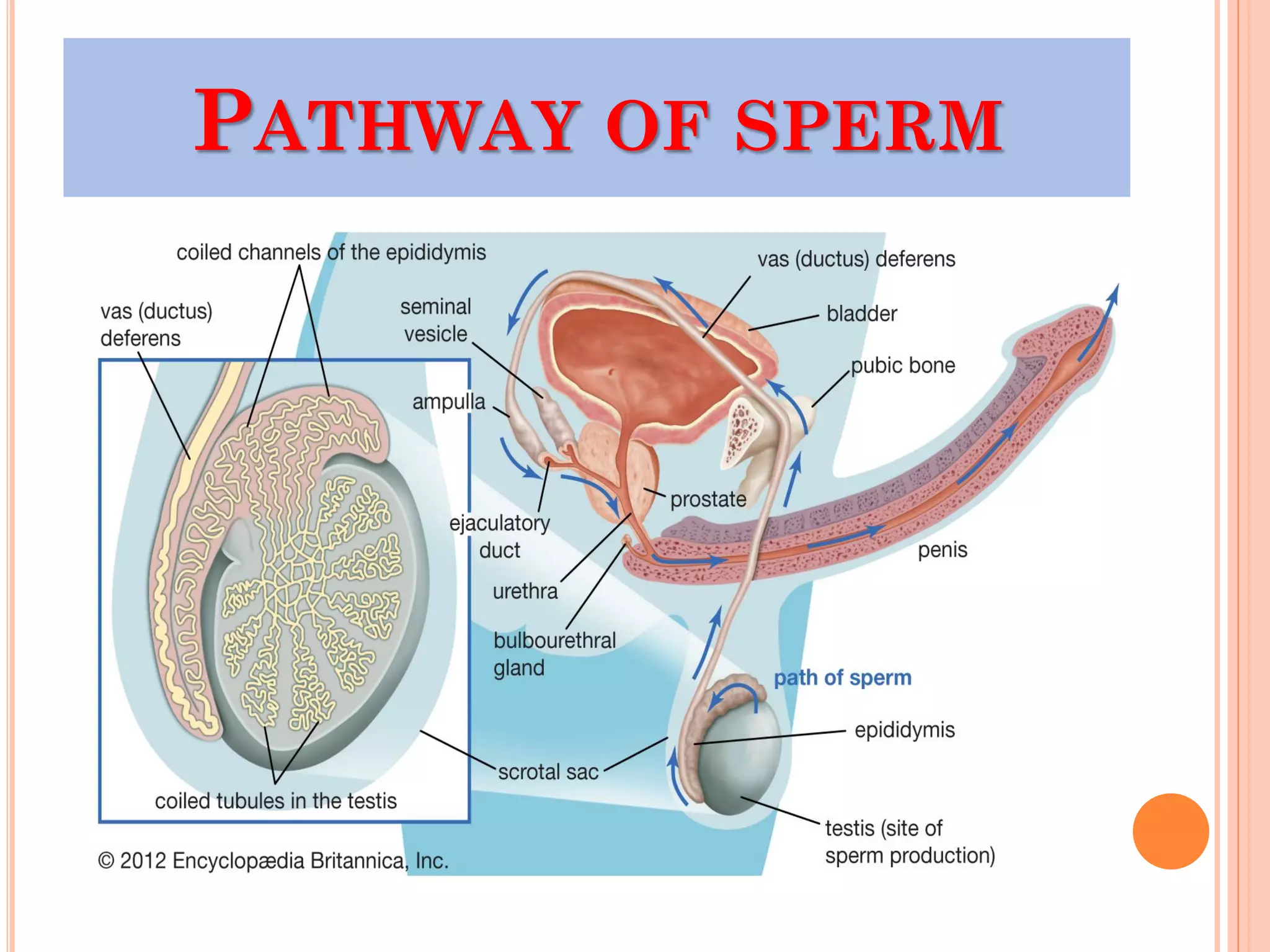 PATHWAY OF SPERM
 