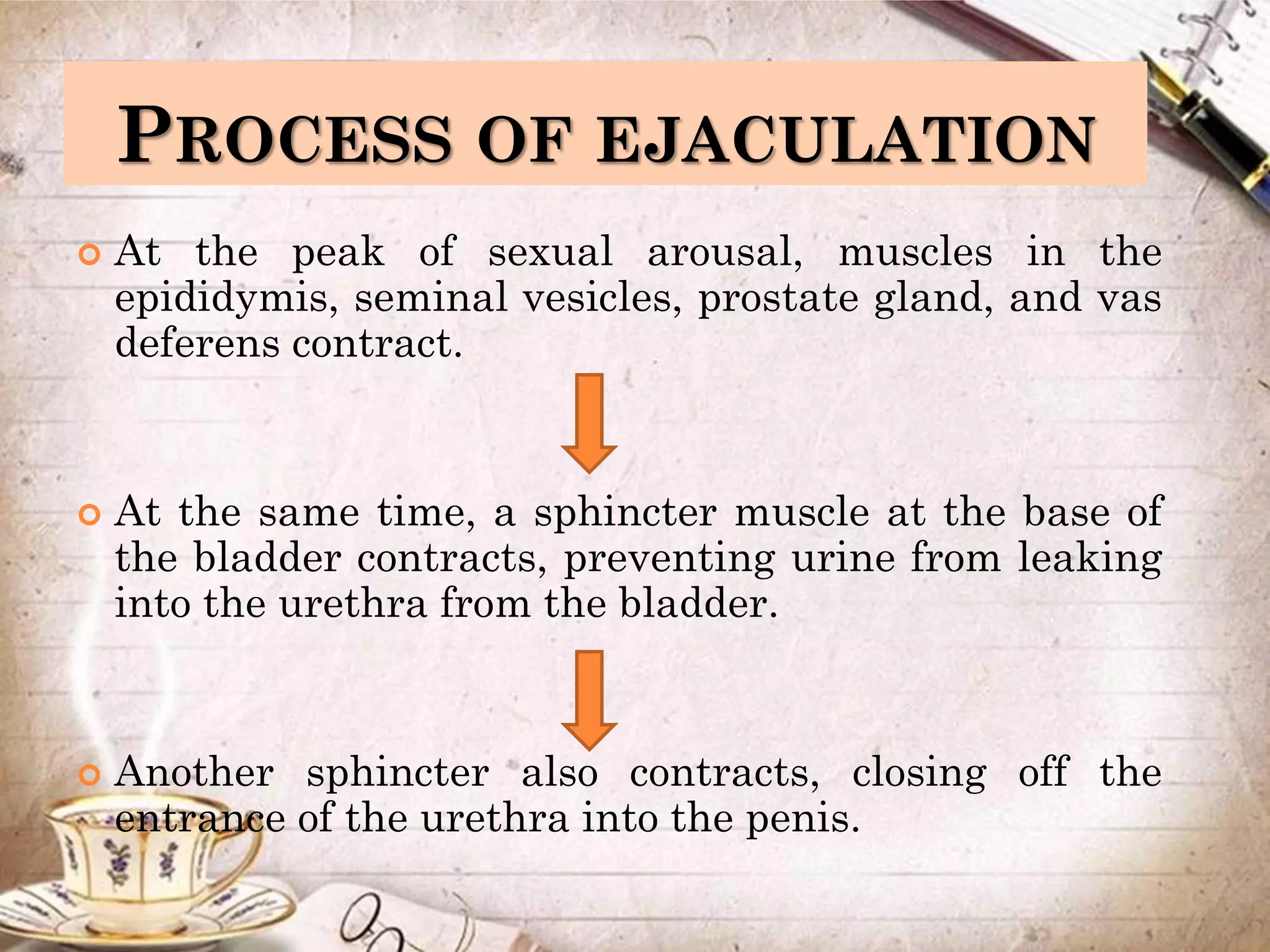 PROCESS OF EJACULATION
 At the peak of sexual arousal, muscles in the
epididymis, seminal vesicles, prostate gland, and vas
deferens contract.
 At the same time, a sphincter muscle at the base of
the bladder contracts, preventing urine from leaking
into the urethra from the bladder.
 Another sphincter also contracts, closing off the
entrance of the urethra into the penis.
 