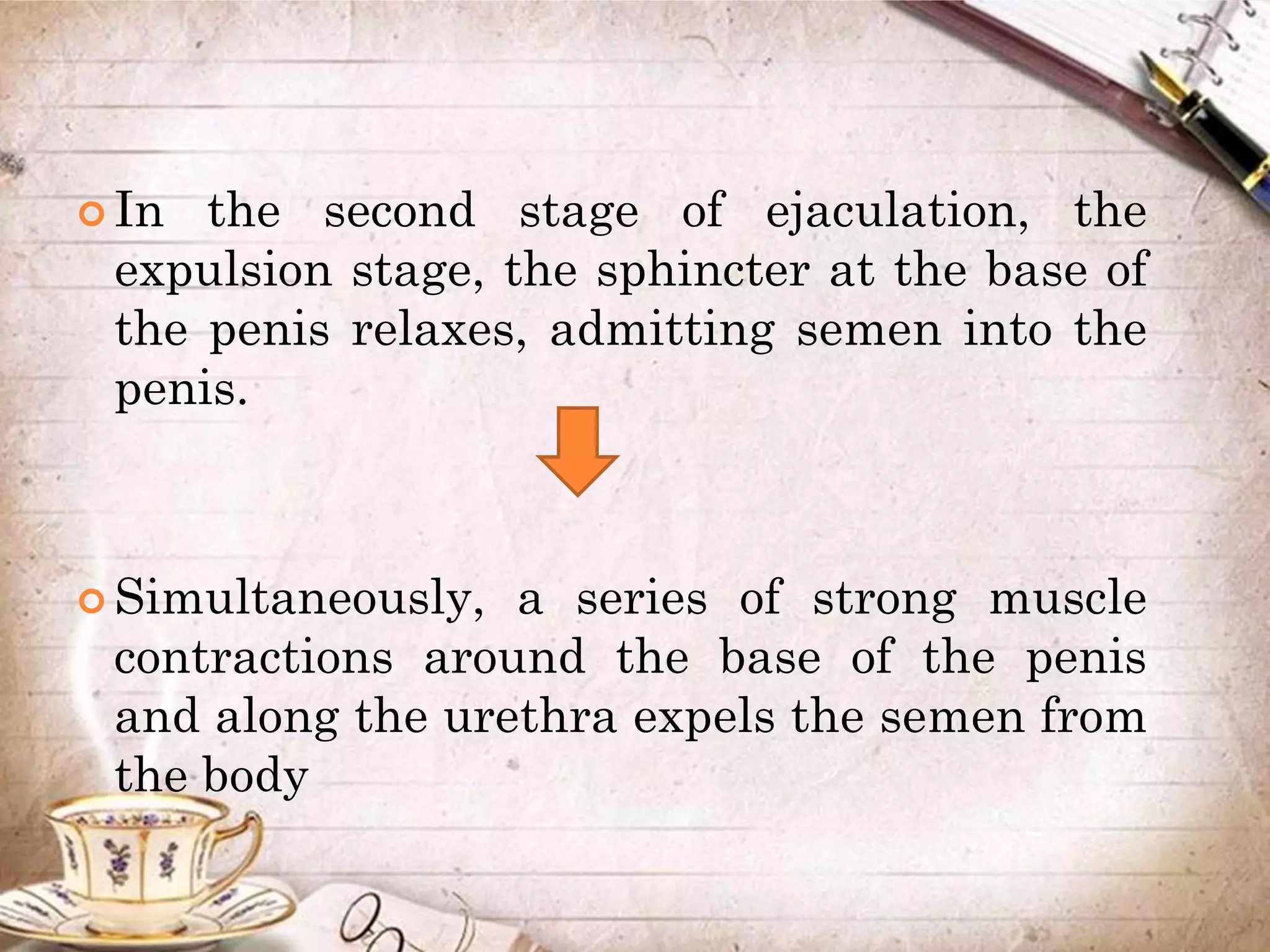  In the second stage of ejaculation, the
expulsion stage, the sphincter at the base of
the penis relaxes, admitting semen into the
penis.
 Simultaneously, a series of strong muscle
contractions around the base of the penis
and along the urethra expels the semen from
the body
 
