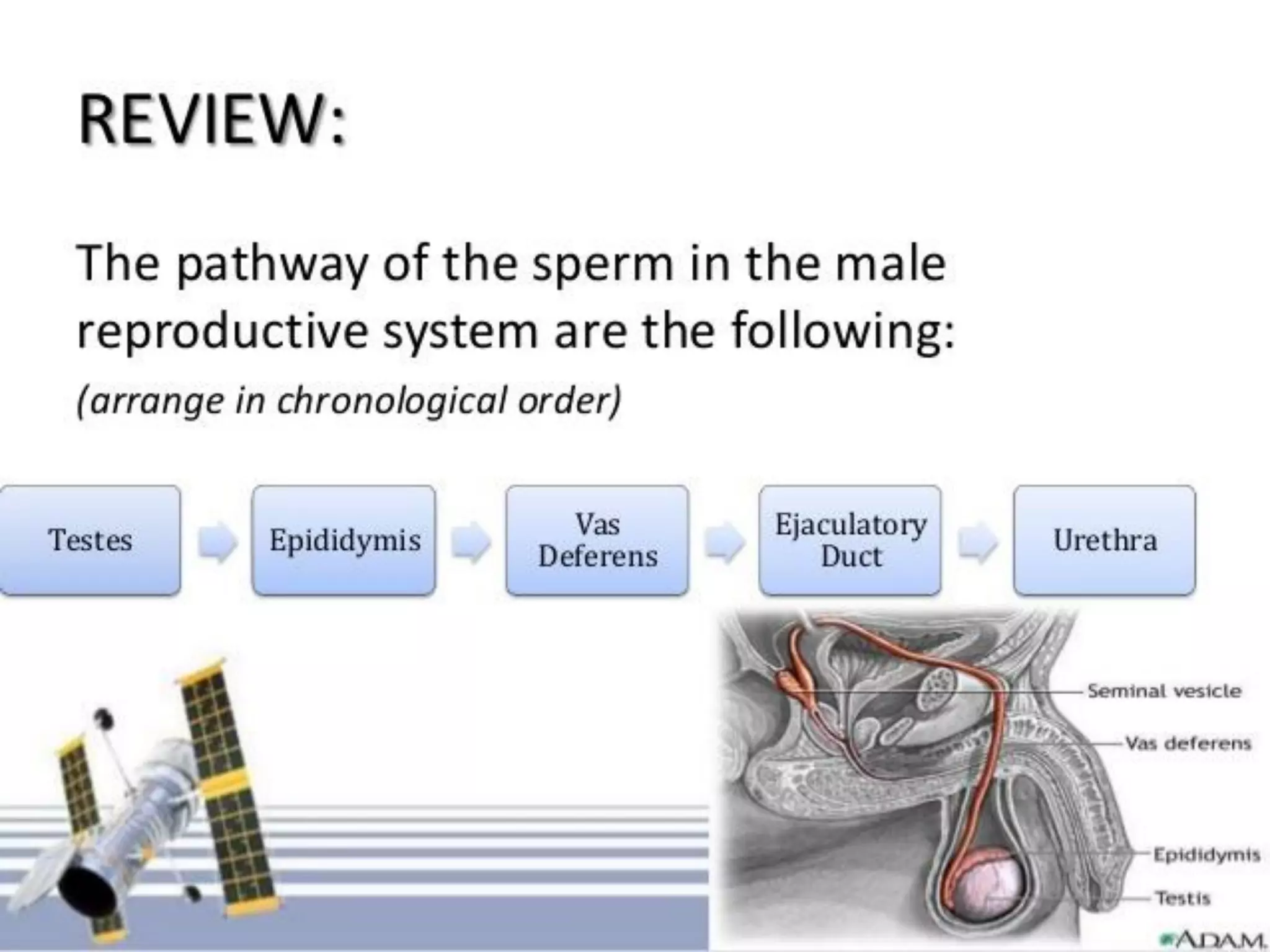 Spermatogenesis-converted.pdf