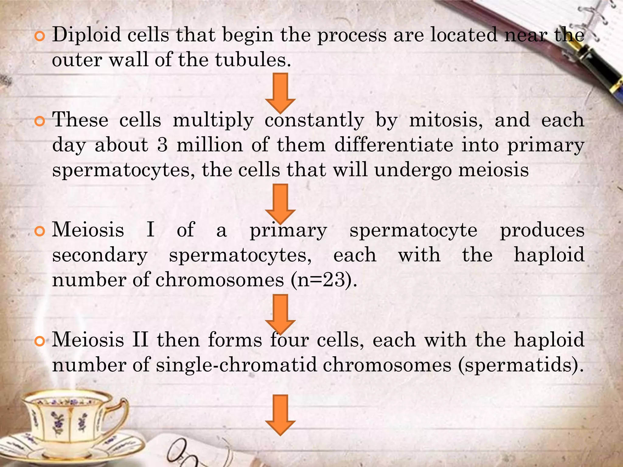  Diploid cells that begin the process are located near the
outer wall of the tubules.
 These cells multiply constantly by mitosis, and each
day about 3 million of them differentiate into primary
spermatocytes, the cells that will undergo meiosis
 Meiosis I of a primary spermatocyte produces
secondary spermatocytes, each with the haploid
number of chromosomes (n=23).
 Meiosis II then forms four cells, each with the haploid
number of single-chromatid chromosomes (spermatids).
 