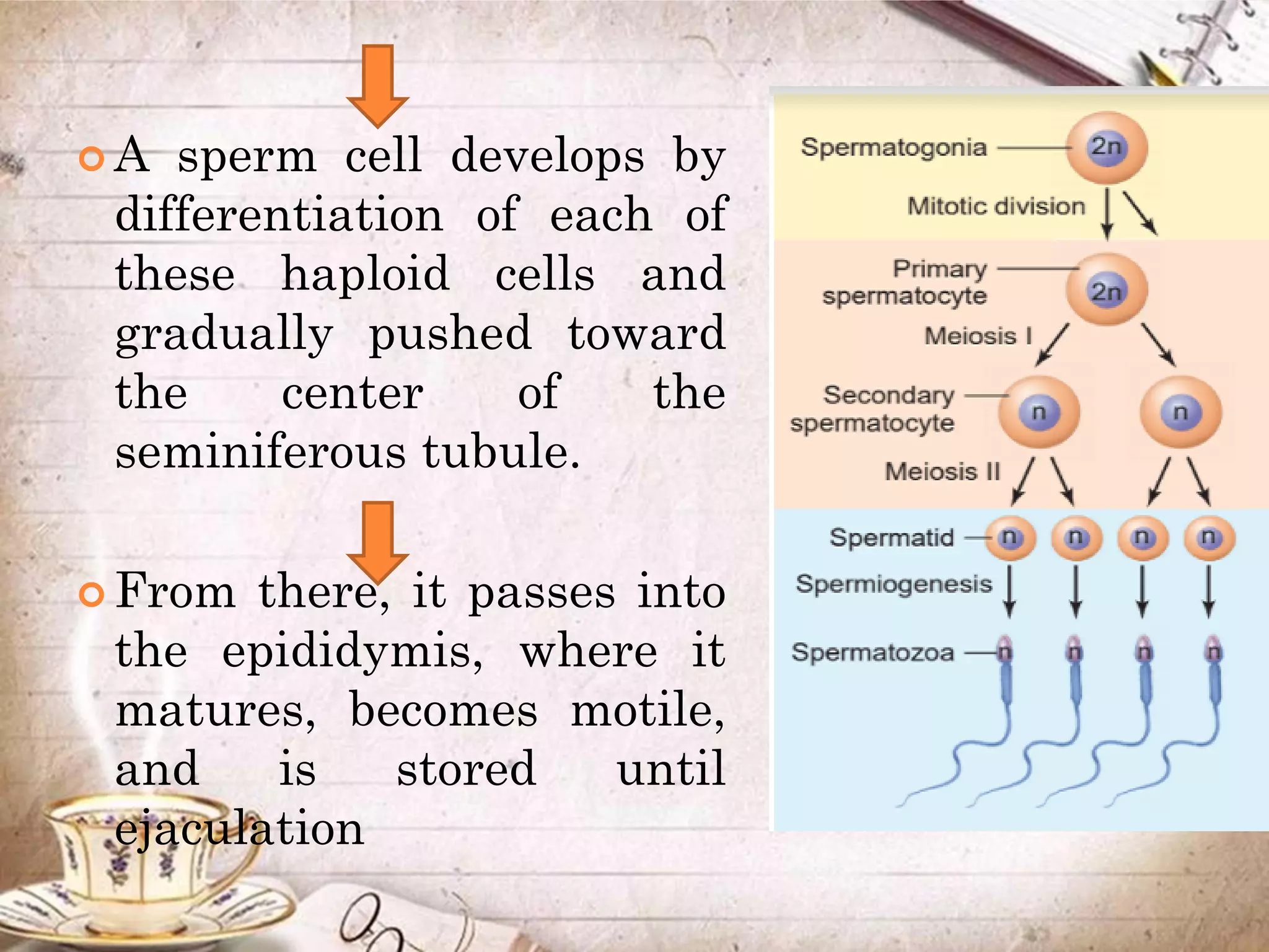  A sperm cell develops by
differentiation of each of
these haploid cells and
gradually pushed toward
the center of the
seminiferous tubule.
 From there, it passes into
the epididymis, where it
matures, becomes motile,
and is stored until
ejaculation
 